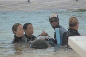 Mass Pilot Whale stranding in Florida Keys